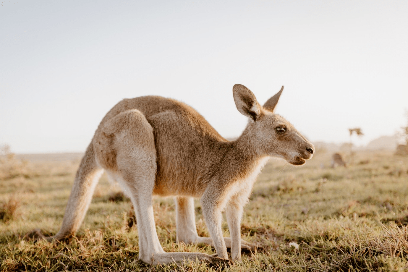 Australia